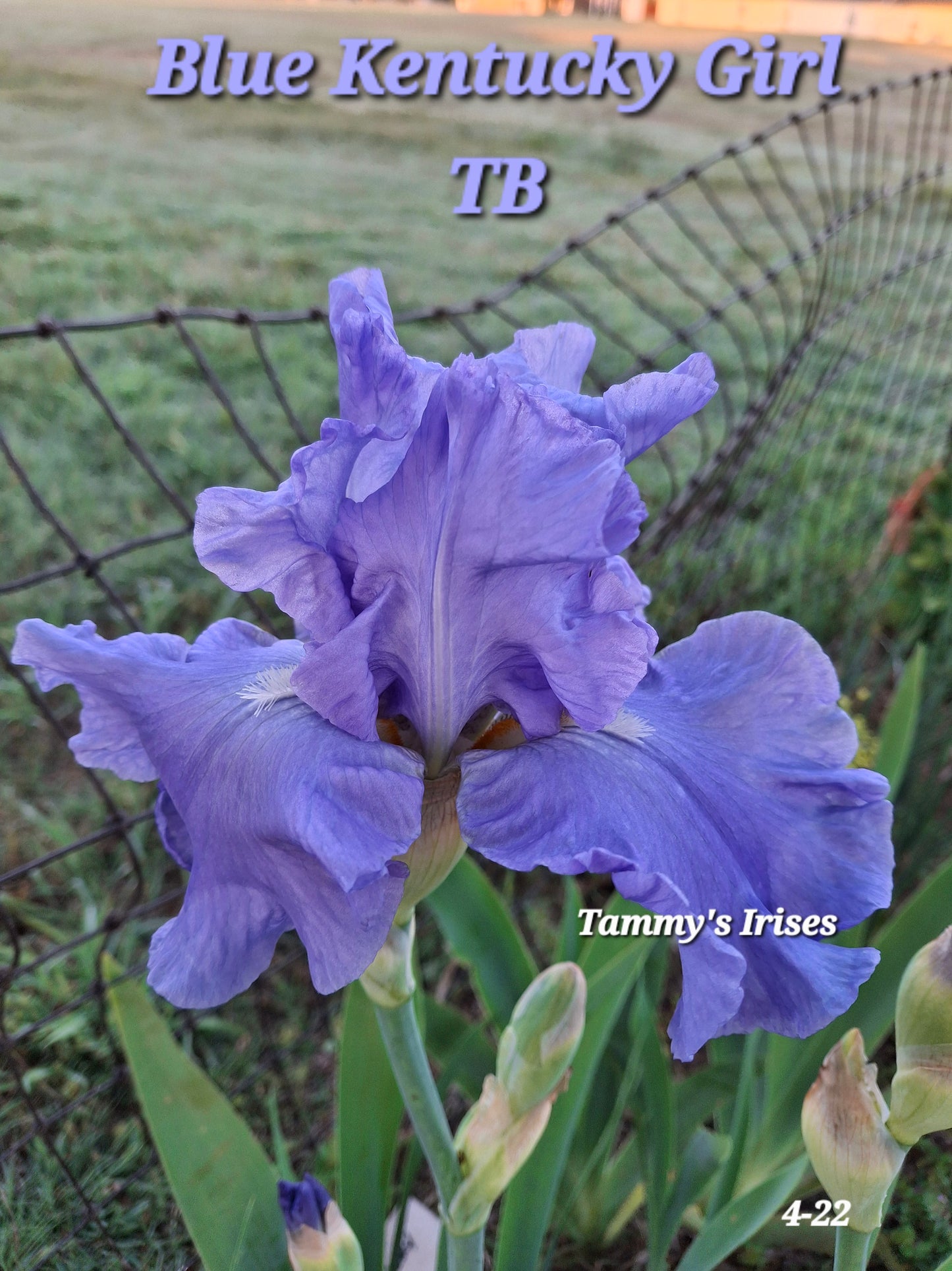 Blue Kentucky Girl TB