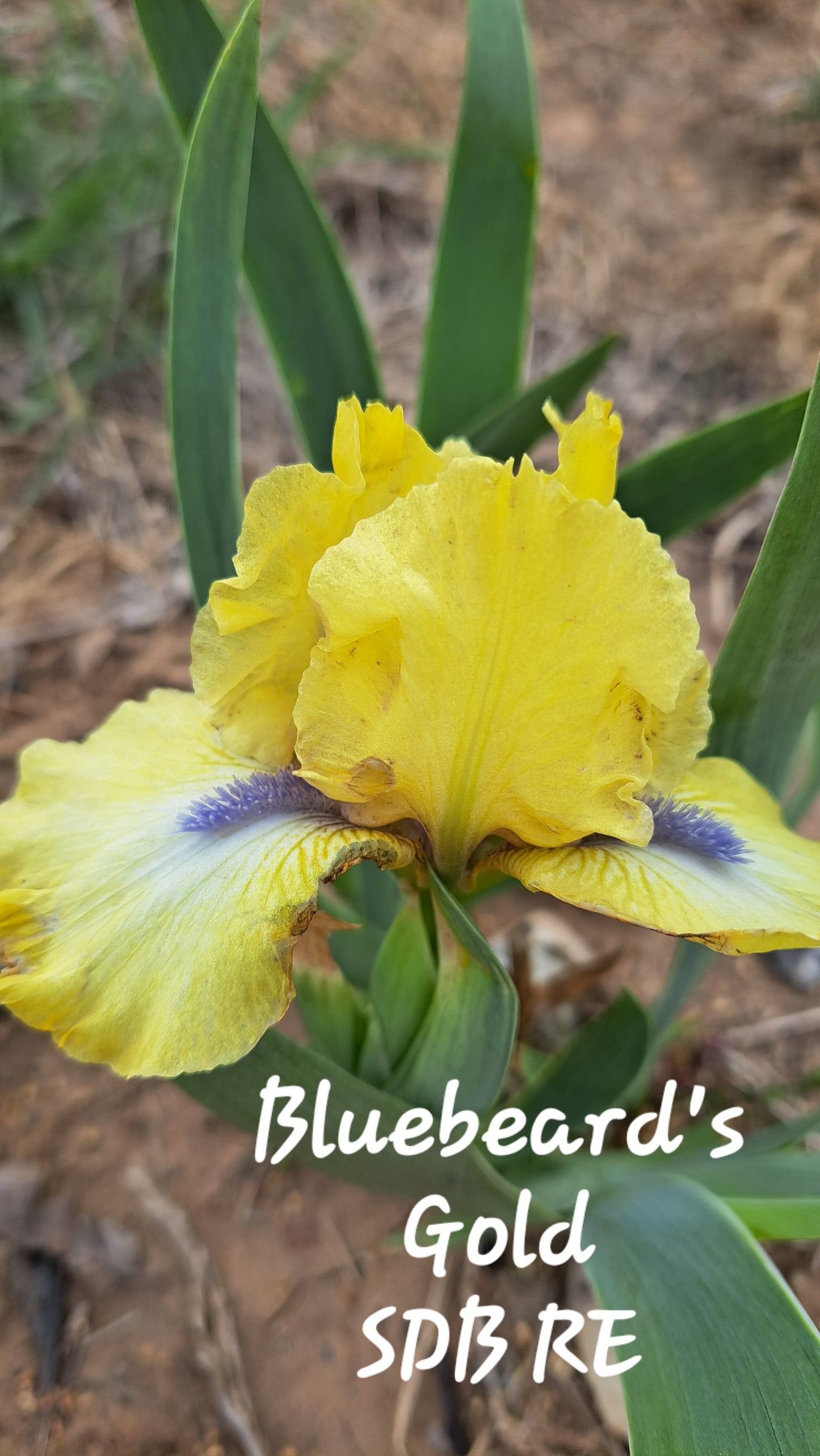Bluebeard's Gold (SDB RE)