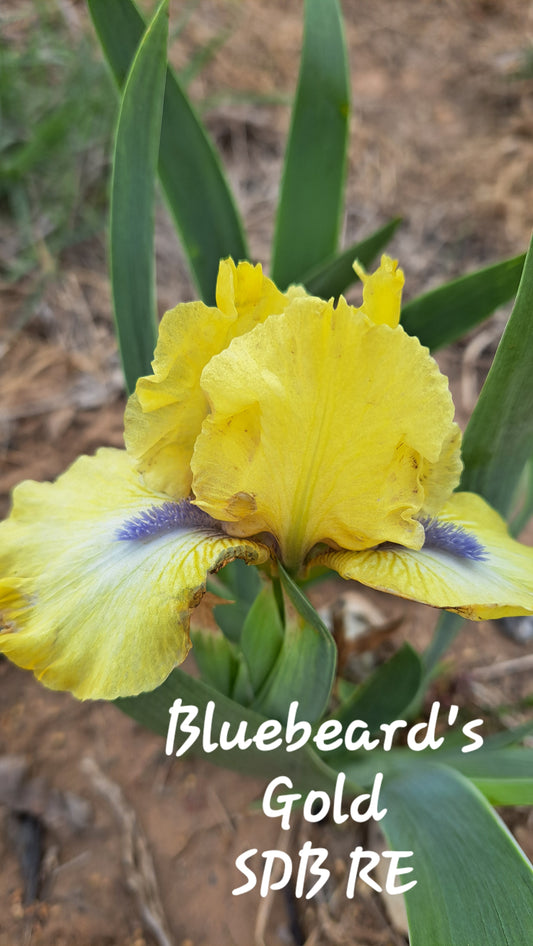 Bluebeard's Gold (SDB RE)