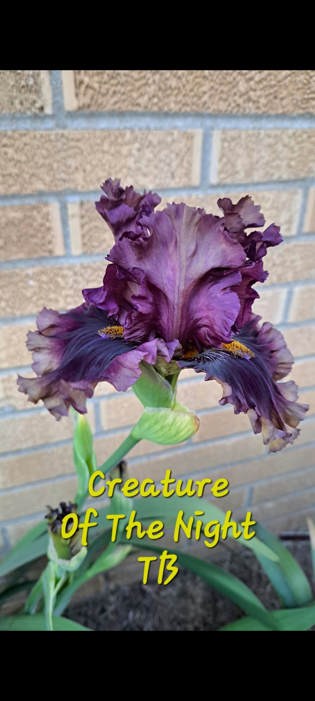 Creature Of The Night (TB)