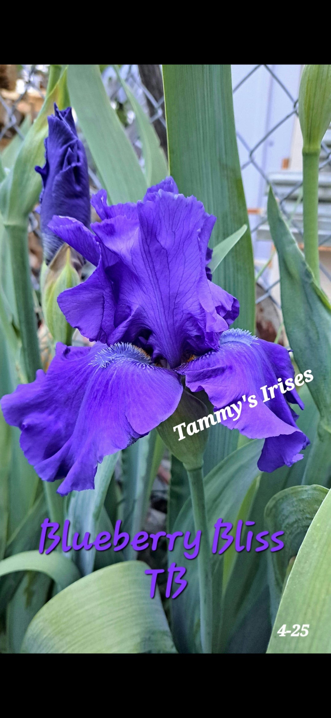 Blueberry Bliss TB