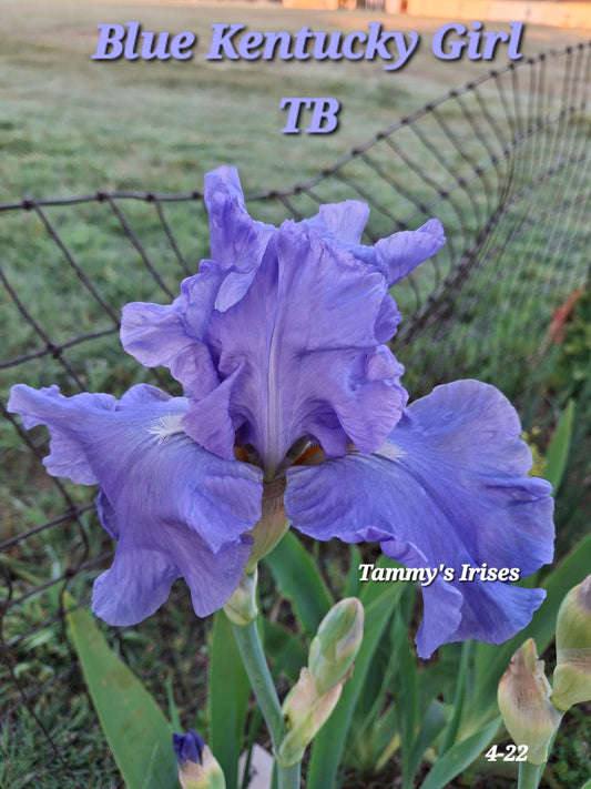 Blue Kentucky Girl TB